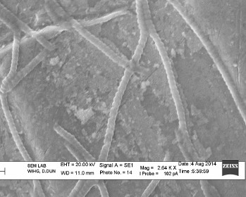 Identification of novel pharmaceuticals