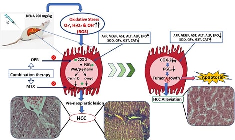 Oxyphenbutazone promotes cytotoxicity in rats and Hep3B cellsvia suppression of PGE2 and deactivation of Wnt/β-catenin signaling pathway